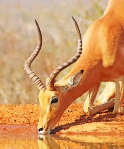 African Impala Drinking Water paint by numbers