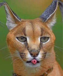 African Caracal paint by numbers
