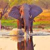 African Elephant In River paint by numbers