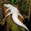 Albino Crocodile On Tree paint by numbers