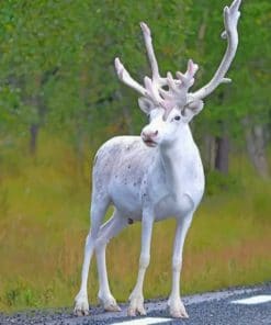 All White ReindeerPaint by numbers