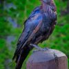 American Crow paint by numbers