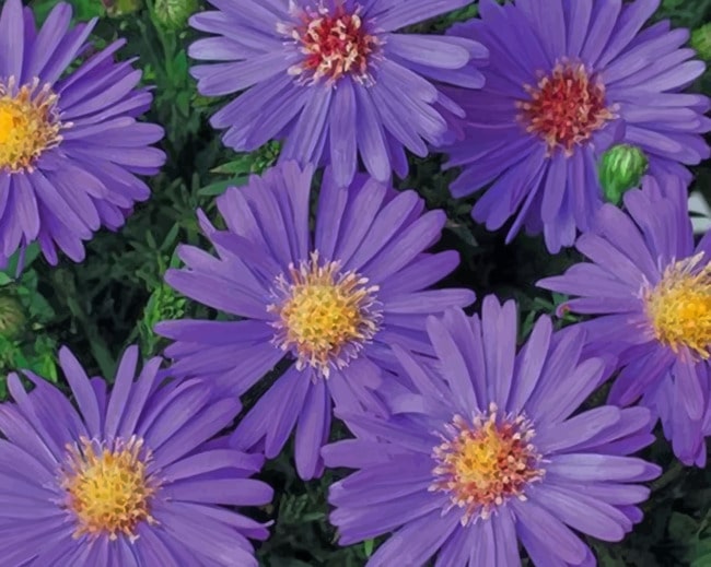 Velvet Aster Flower paint by numbers