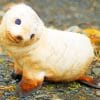 Baby White Seal paint by numbers