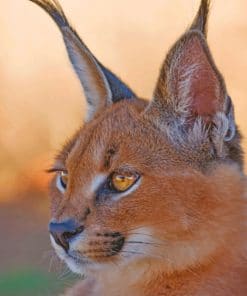 Baby Caracal Cat paint by numbers