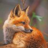 Baby Fox paint by numbers