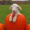 Baby Goats On Pumpkins paint by numbers