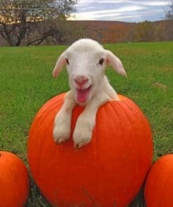 Baby Goats On Pumpkins paint by numbers