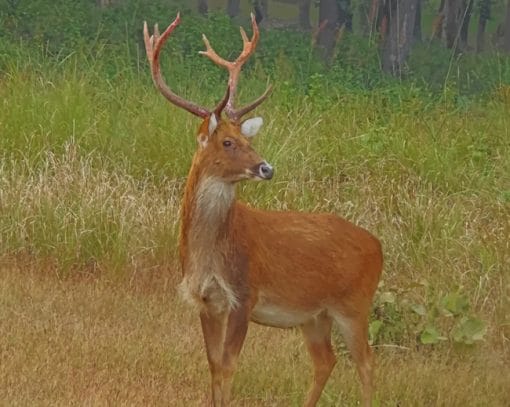 Barasingha Deer paint by numbers