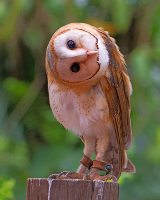 Barn Owl Bird paint by numbers