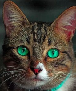 Beautiful Cat With Green Eyes paint by numbers