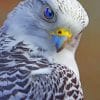 Gray Falcon Bird paint by numbers