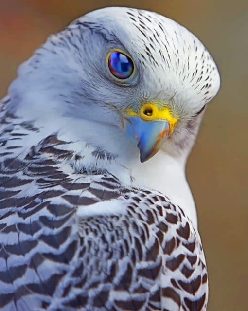Gray Falcon Bird paint by numbers