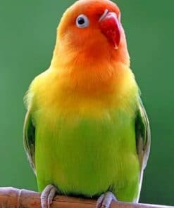 Beautiful Parrot paint by numbers
