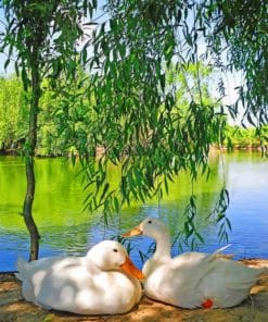 Beautiful White Duck paint by numbers