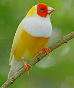 Beautiful Yellow Bird paint by numbers