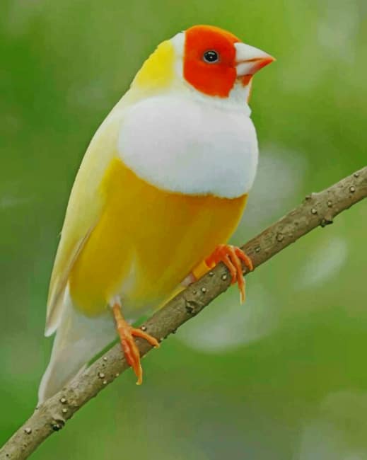 Beautiful Yellow Bird paint by numbers