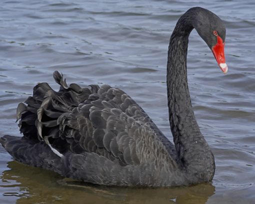Big Black Swan With Red Mouth paint by numbers