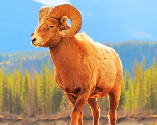Bighorn Sheep Animal paint by numbers