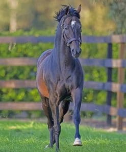 Black Thoroughbred Horse paint by numbers