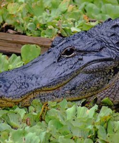Black Alligator In Swamp paint by numbers