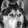 Black And White Husky paint by numbers