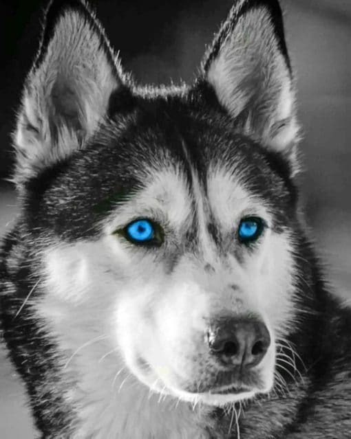 Black And White Husky paint by numbers