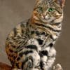 Black Footed Cat paint by numbers