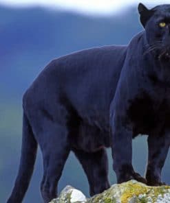 Black Tiger Panthers In Alabama paint by numbers