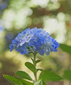 Blue Hydrangea Flower paint by numbers