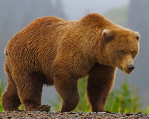 Brown Bear In Jungle paint by numbers