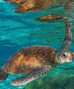 Brown Sea turtle paint by numbers