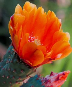Cactus Orange Flower paint by numbers