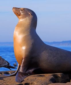 California Sea Lion paint by numbers