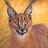 Caracal Cat Face paint by numbers