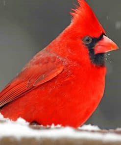 Cardinal Bird paint by numbers