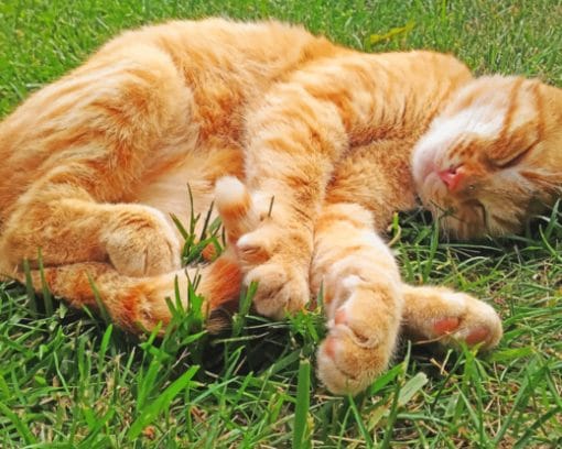 Cat Sleeping On Grass paint by numbers