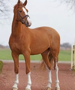 Chestnut Horse paint by numbers