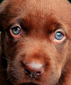 Chocolate Labrador Puppy paint by numbers