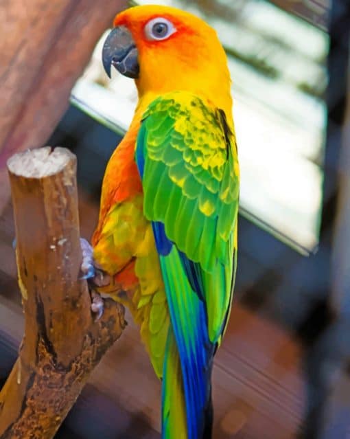 Colorful Parrot Bird paint by numbers
