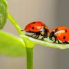 Couple Ladybugs On Green Leaf paint by numbers