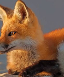 Cute Fox paint by numbers