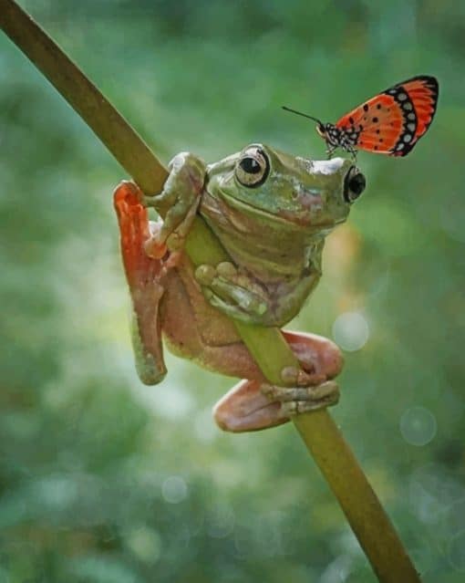Cute Frog And Butterfly paint by numbers
