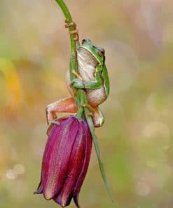 Cute Frog On A Flower painnt by numbers