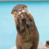 Cute Otter paint by numbers