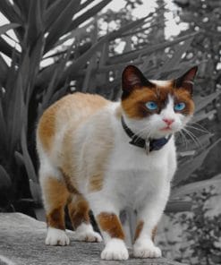 Cute Snowshoe Cat paint by numbers