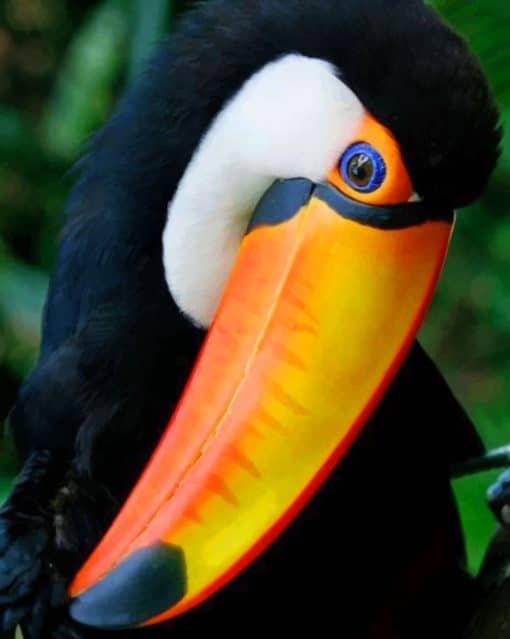 Cute Toco Toucan paint by numbers