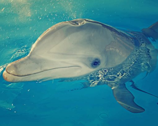 Dolphin Playing With Water paint by numbers