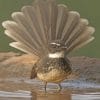 Fantail Bird Bathing In Shallow Water paint by numbers