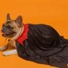 French Bulldog In Vampire Cape paint by numbers